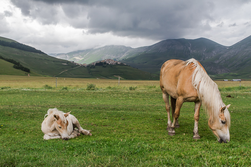 Castelluccio, non solo colori.....