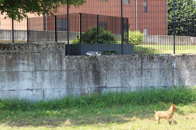 mi � sembrato di vedere un gatto