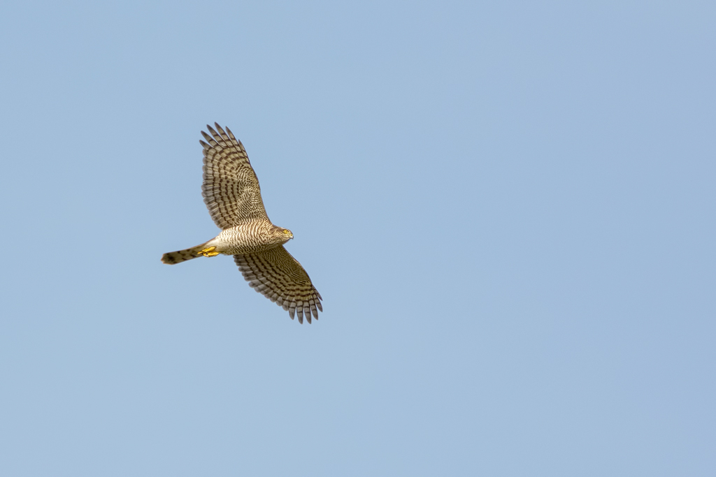 Sparviero (Accipiter nisus)