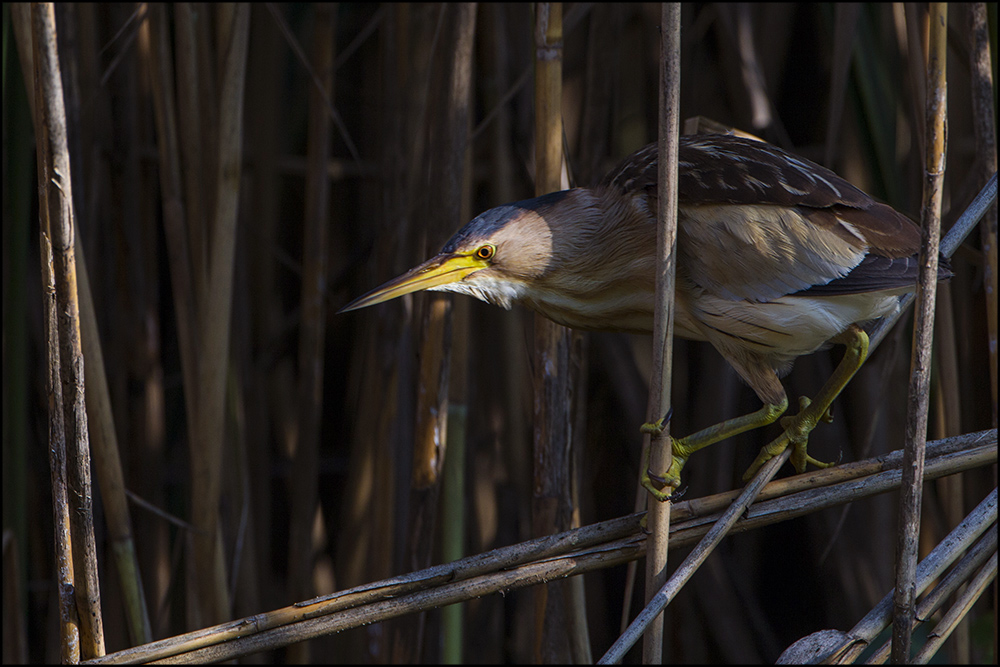 Il Tarabusino e la luce.