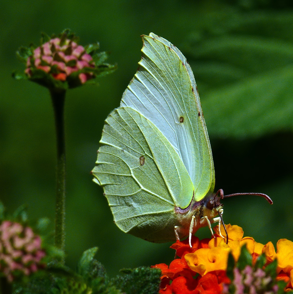 *** Volo AZ313 a torre di controllo, son pronta al decollo ***