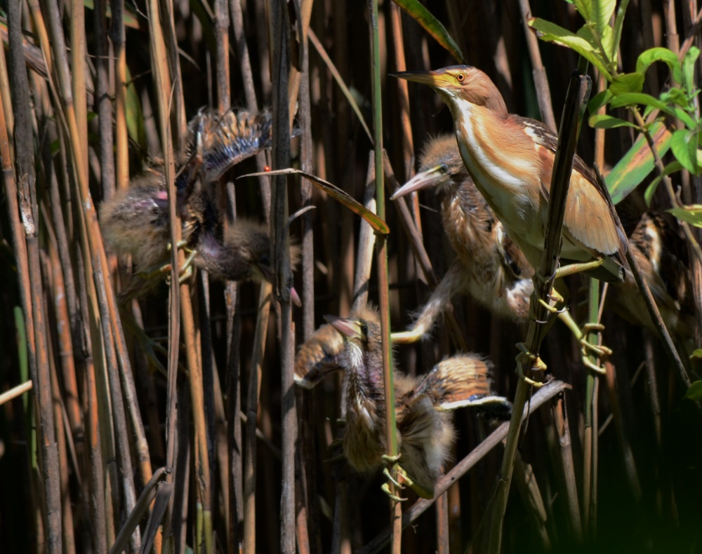 foto di famiglia: ripostato causa problemi di visuallizazione