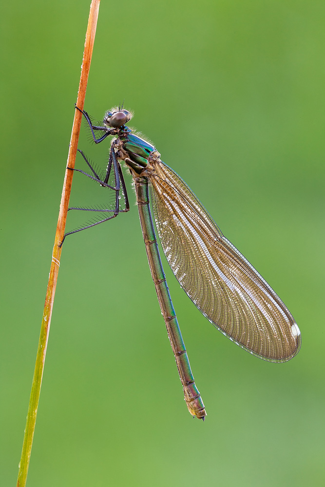 Calopteryx splendens