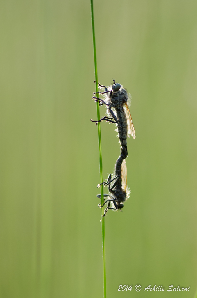 Asilidi inseparabili