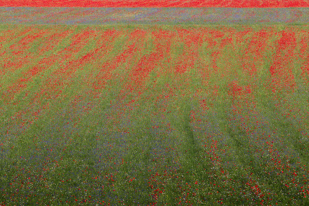 LA SOTTILE LINEA ROSSA