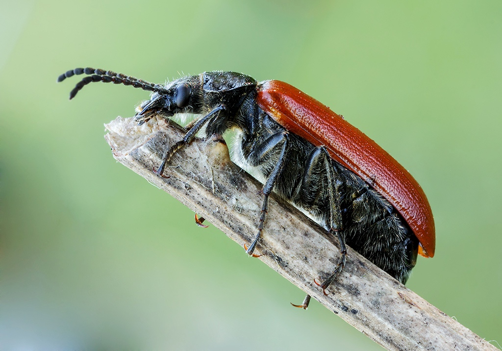 ANASTRANGALIA SANGUINOLENTA ( LINNAEUS , 1761)