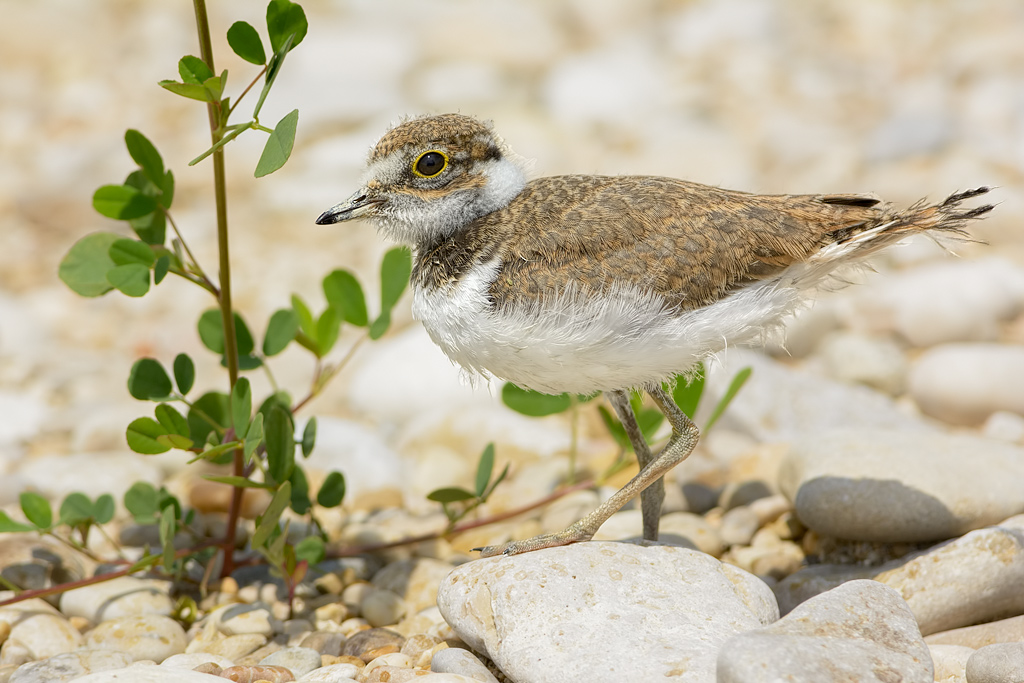 Pullo di Corriere piccolo (Charadrius dubius) un po cresciuto