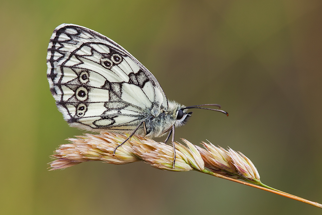 Marbled White