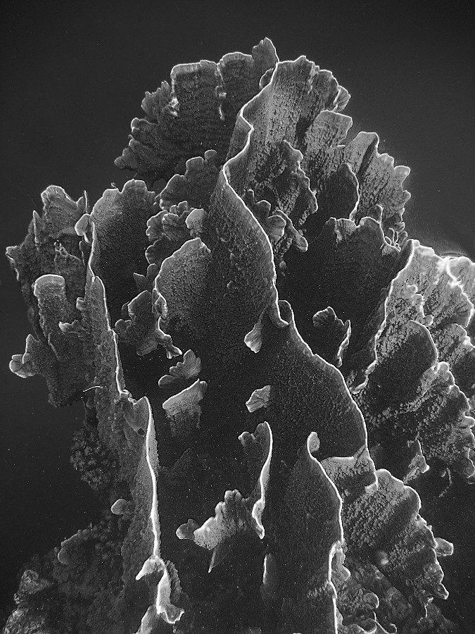 HardCoral