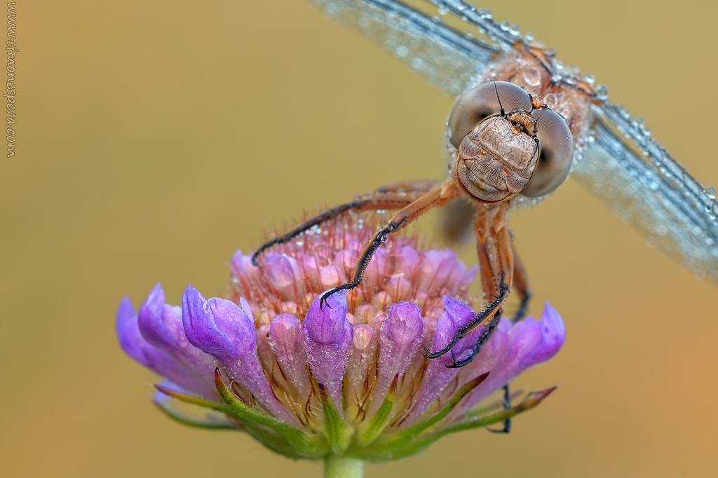 Orthetrum portrait.....