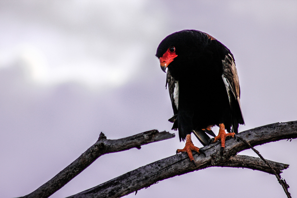 Prima della caccia...