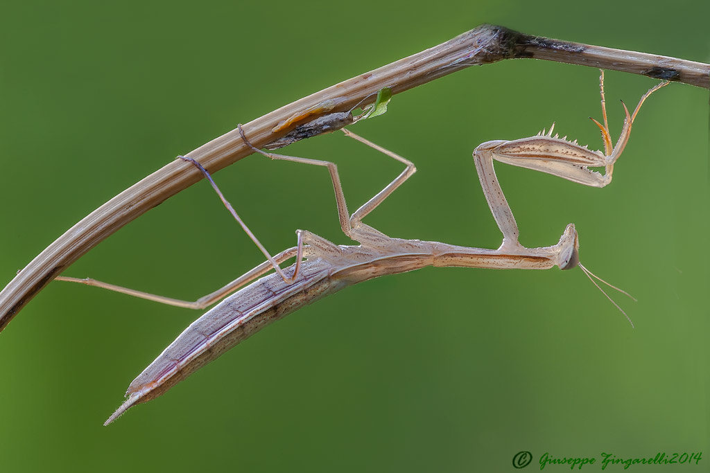 mantide religiosa (Mantis religiosa Linnaeus, 1758)