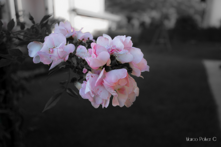 I've been kissed by a rose on the grey