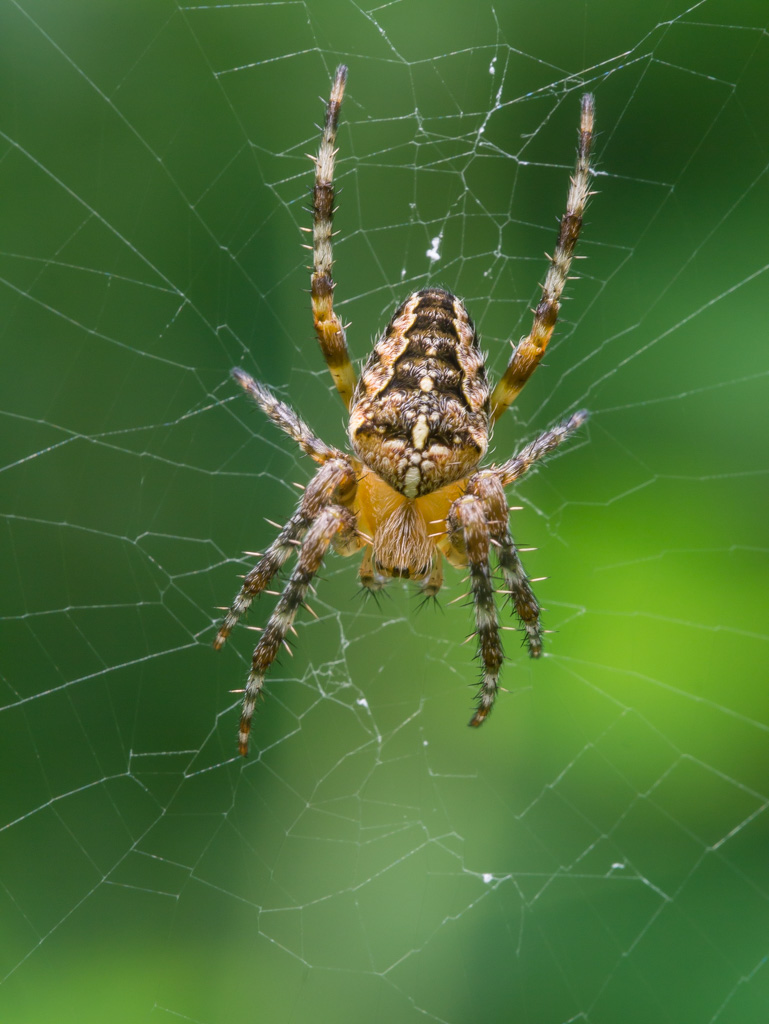Una questione spinosa