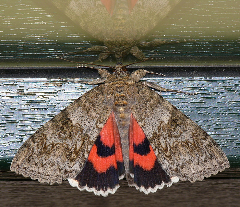 *** Specchio specchio delle mie brame ***