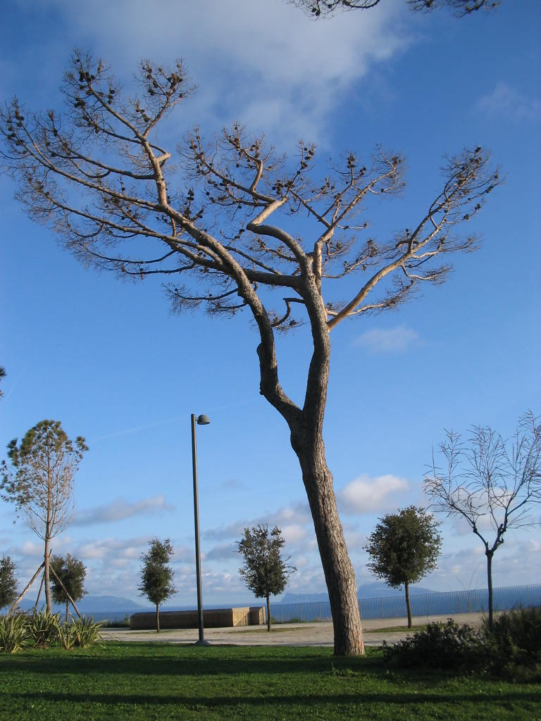 albero a valle dei re