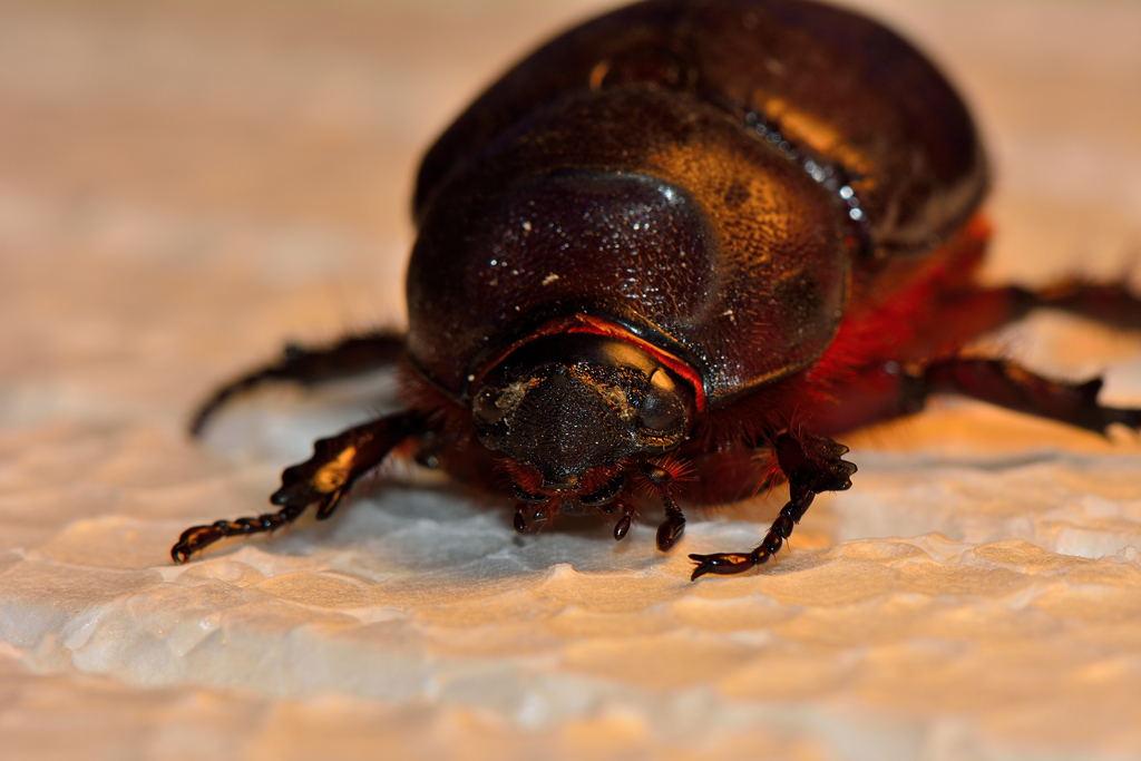 finito chiss� come in una cassetta di polistirolo