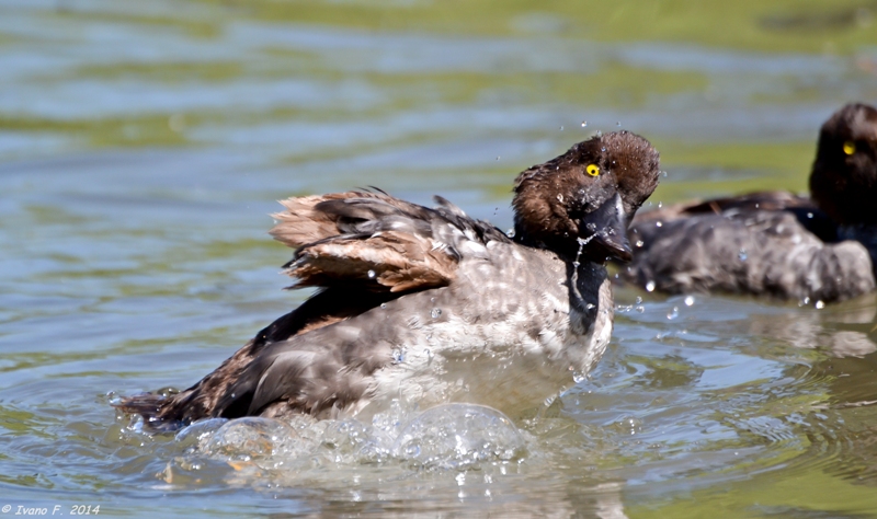 Che bello nuotare.....