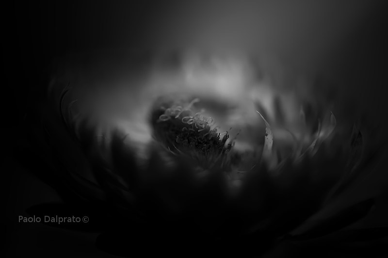 Non faccio foto di fiori