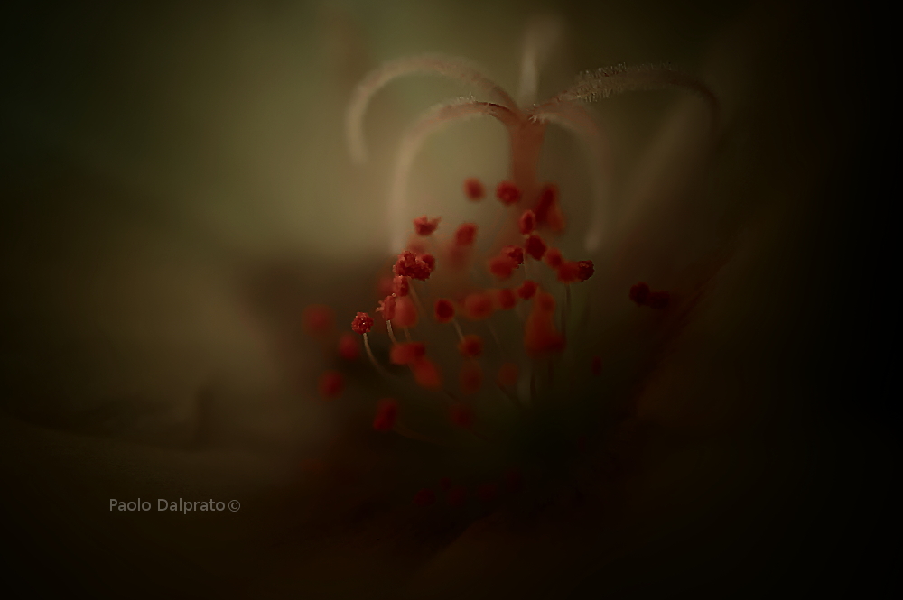 Non faccio foto di fiori