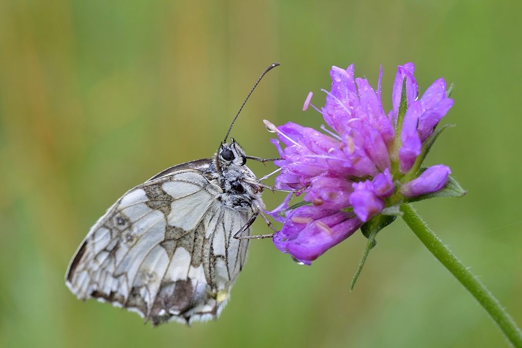 Melanargia Galathea 3