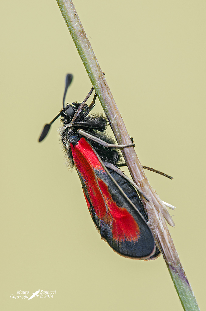 Zygaena