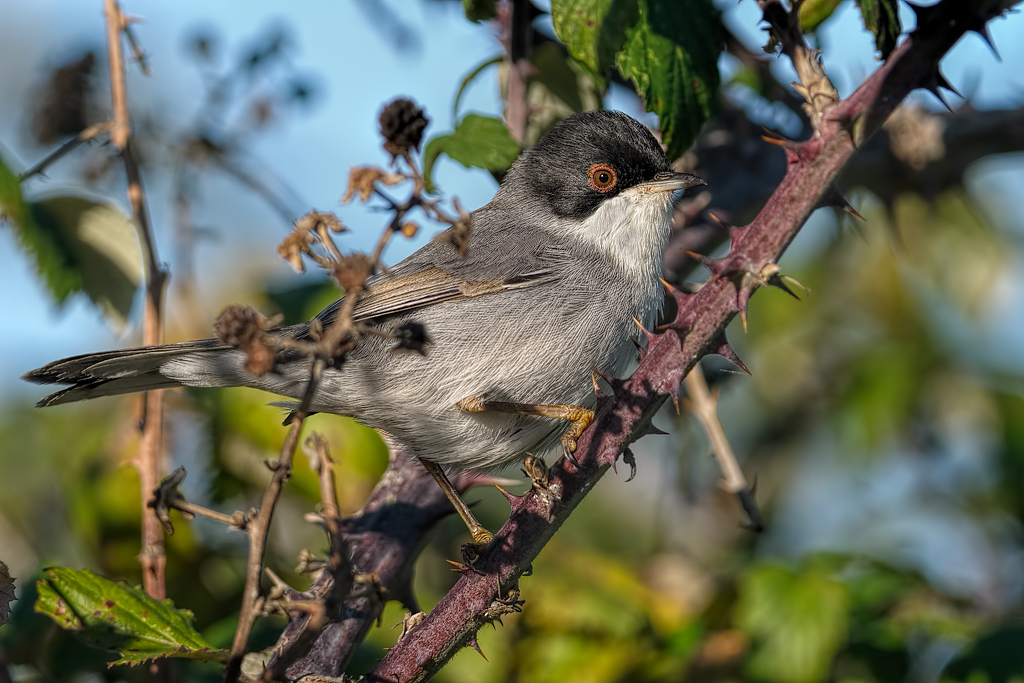 Occhiocotto (Sylvia melanocephala)