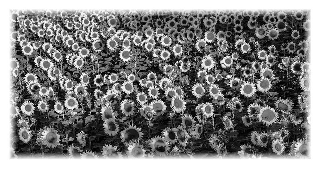 girasoli in bianco e nero....non l'avevo mai fatto