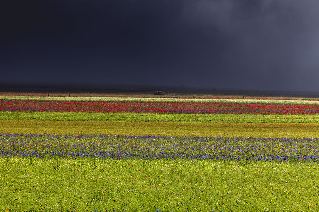 Castelluccio 2014_3