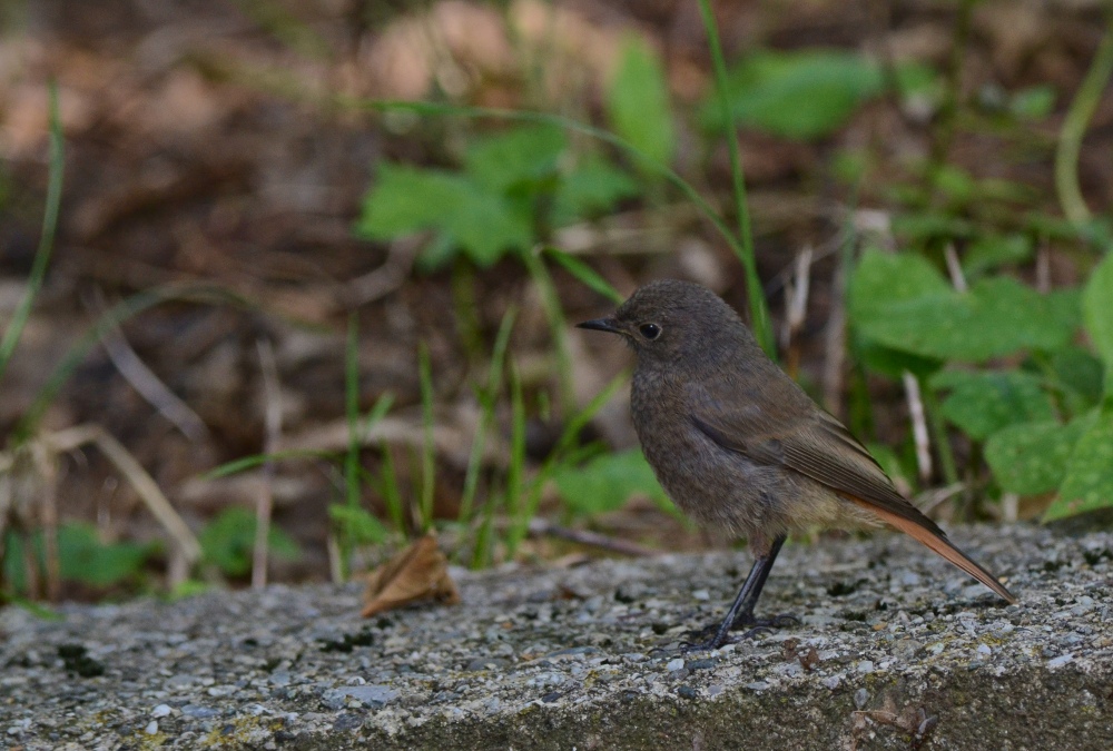 codirosso spazzacamino juv.