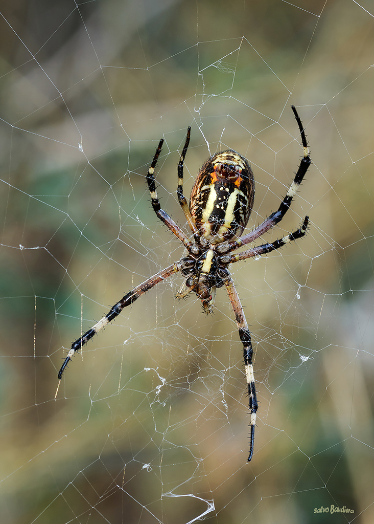 Argiope si mangia la mosca...