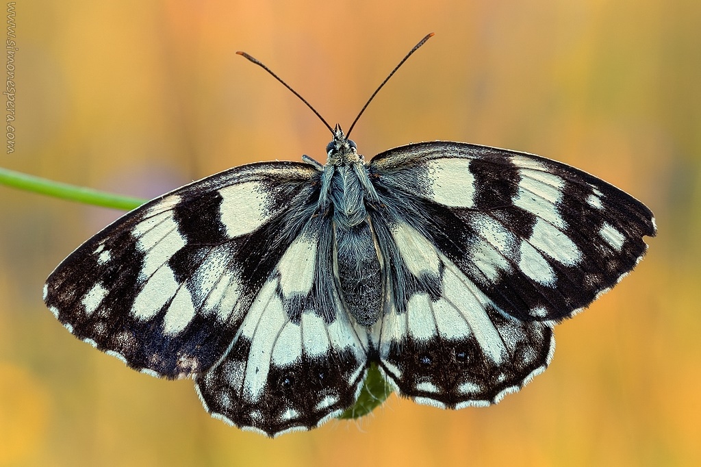 Melanargia galathea (Linnaeus 1758)....il dritto...