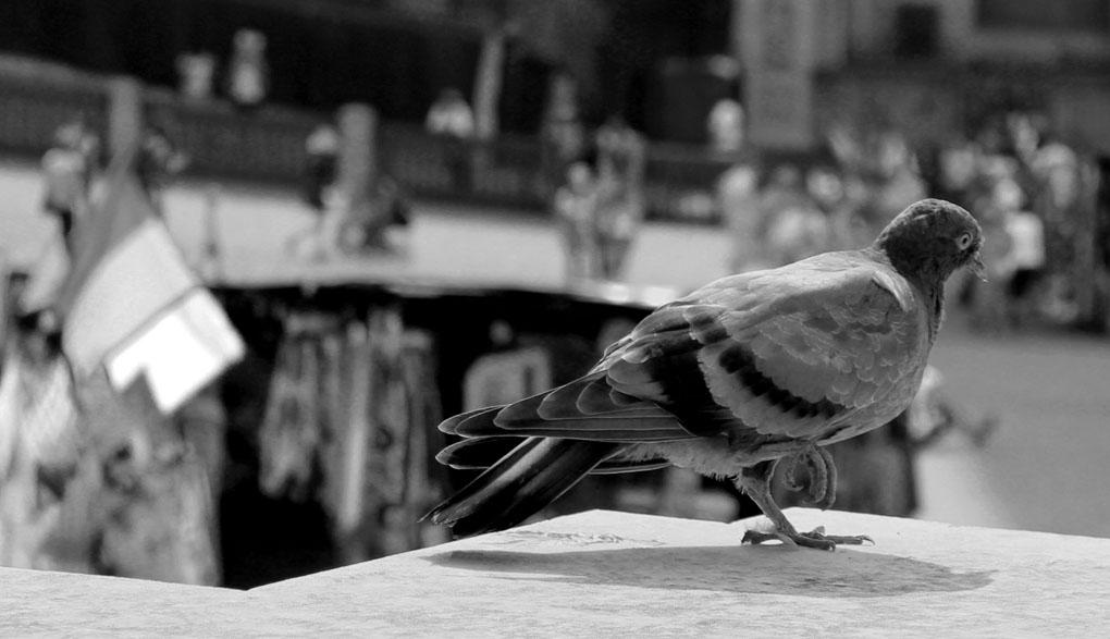 piccione b&w