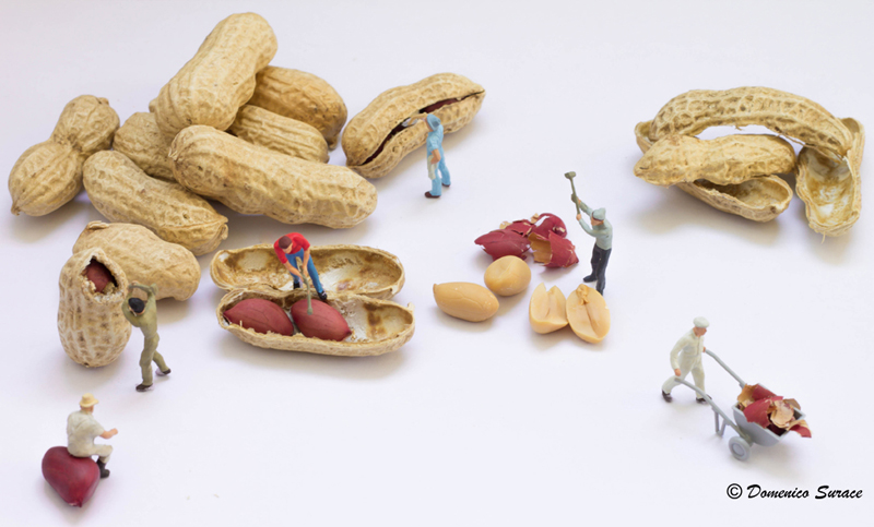 "estrazione" arachidi