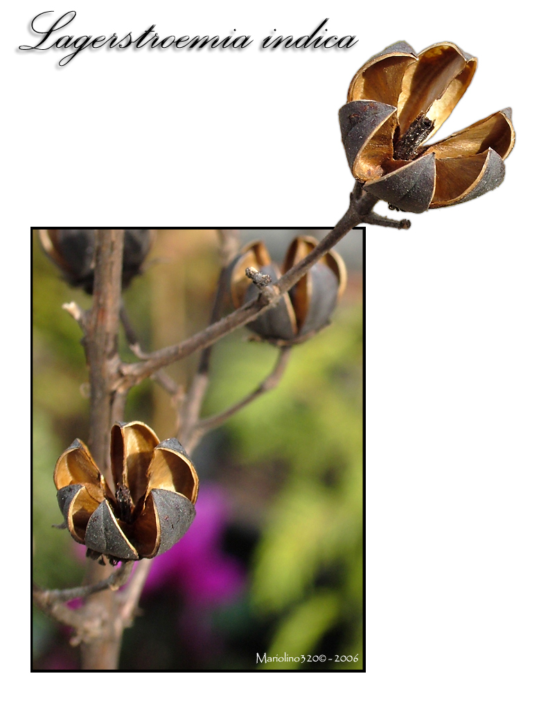 Rametto di "Lacerstroemia Indica"