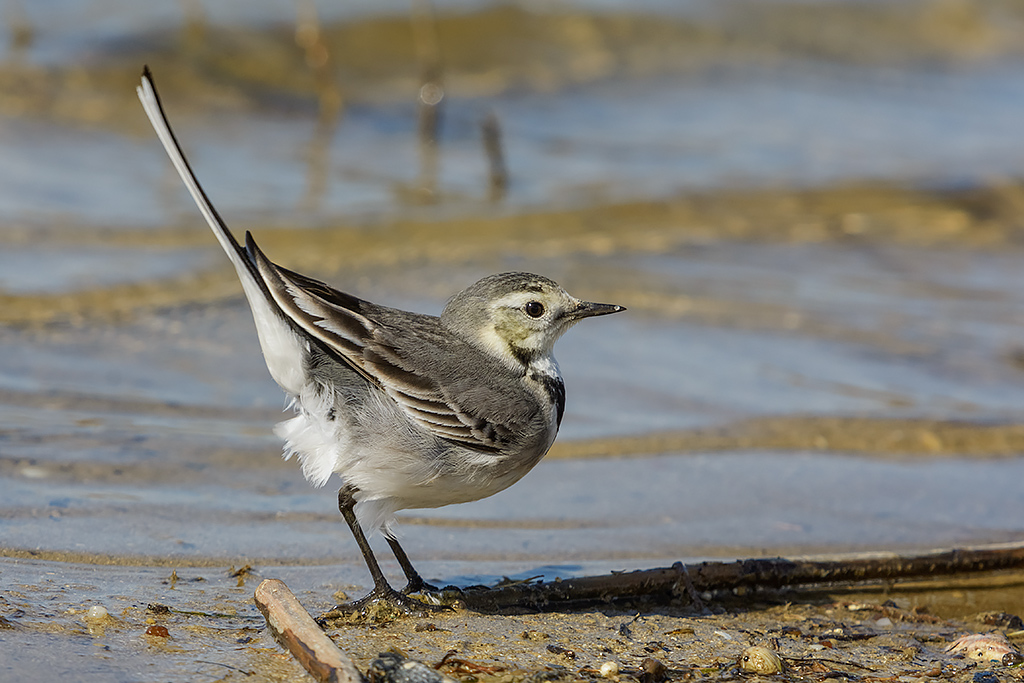 Ballerina bianca e nera
