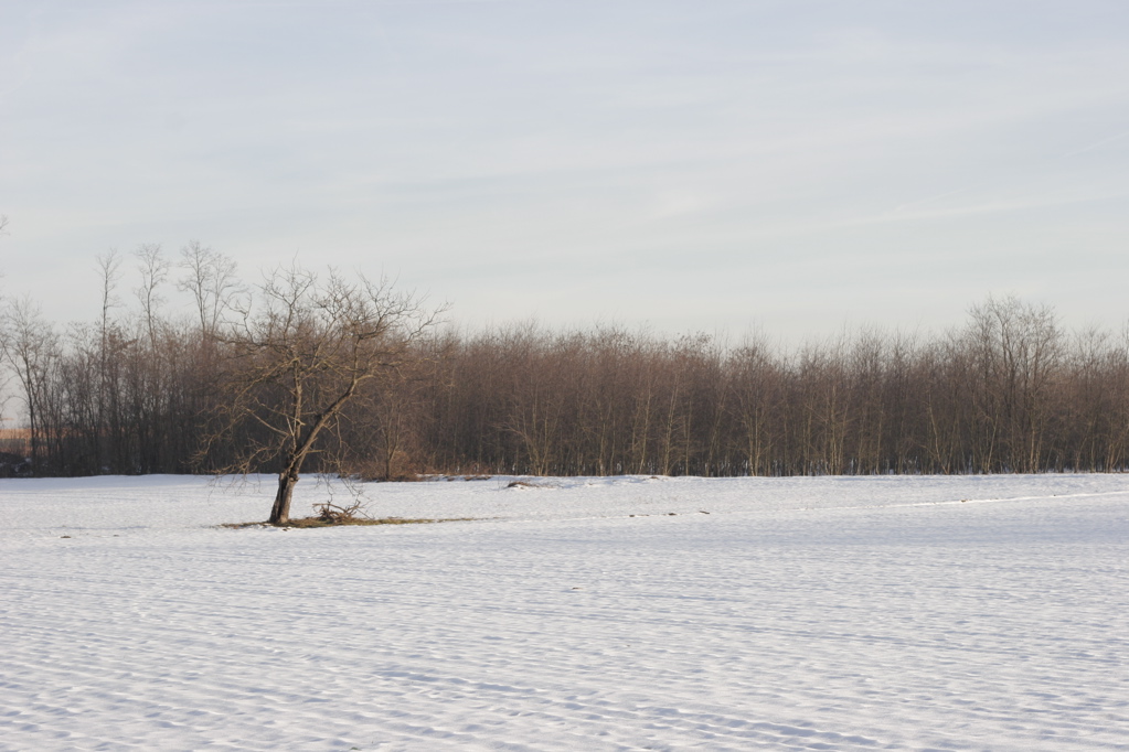l'albero e l'inverno