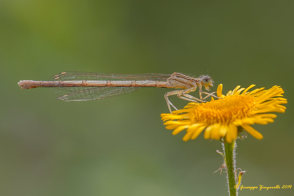 Platycnemis pennipes