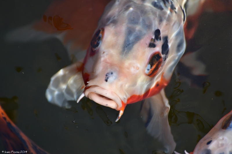 Quanto sono curioso!!