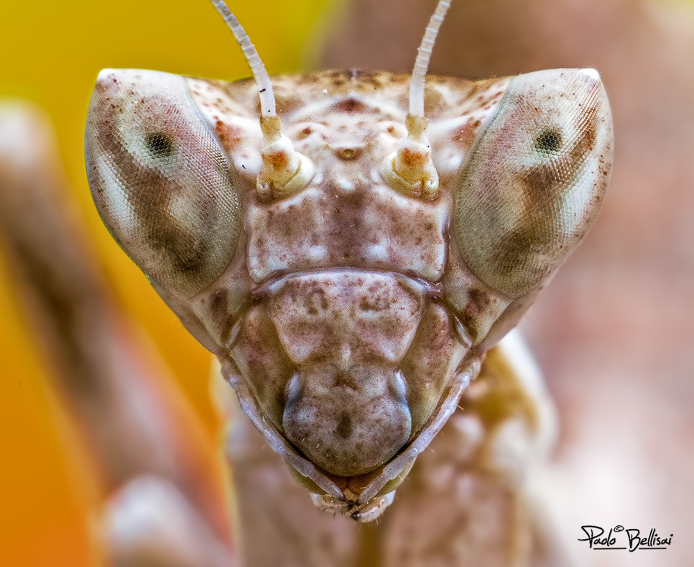 Ameles spallanzania Portrait