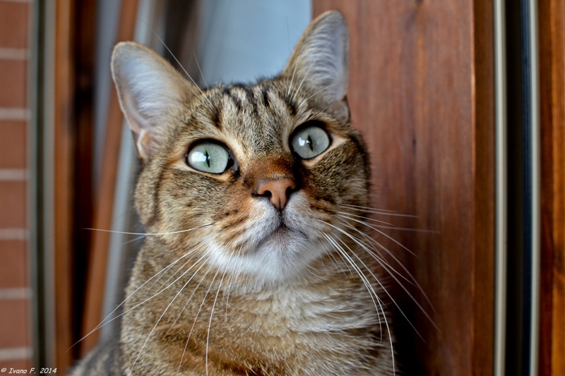 Lo sguardo di Peppino...