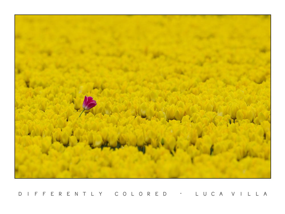 Diversamente colorato...