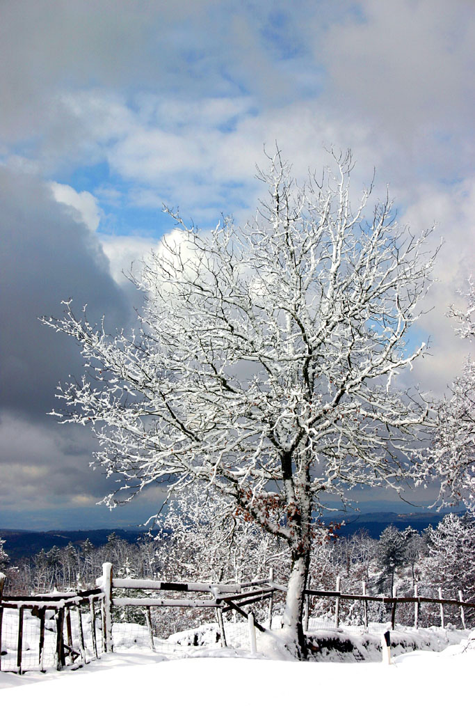 Albero innevato