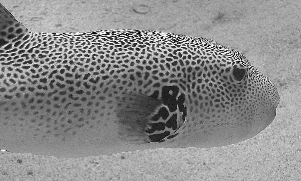 Pesce Palla Stellato