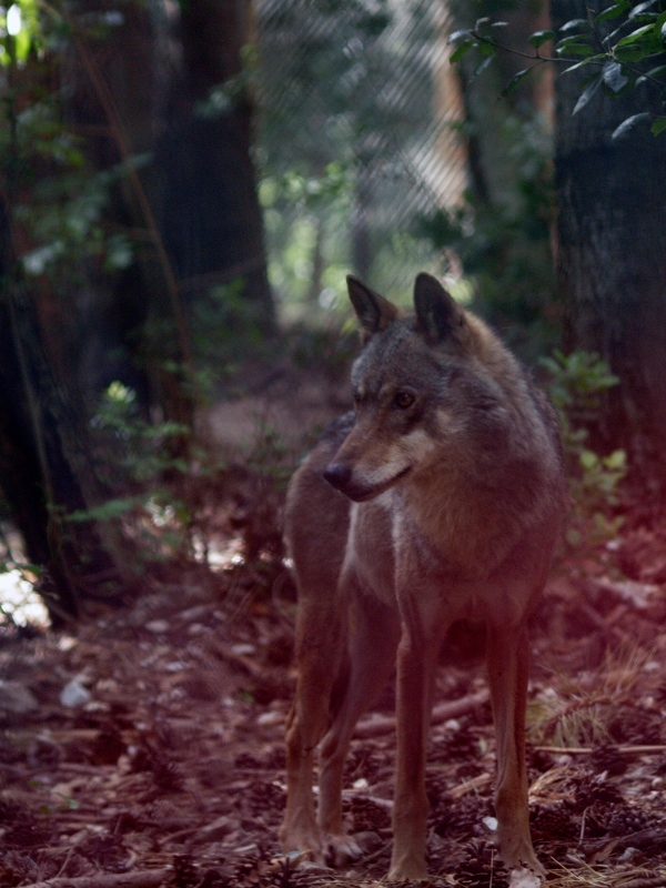 Lupa "sottovertro" 1