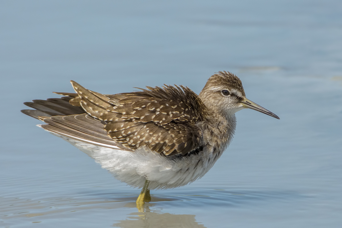 Piro-Piro boschereccio (Tringa glareola)