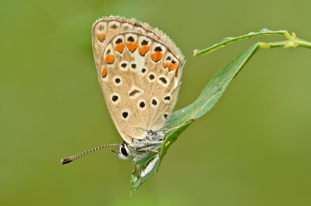 Licenide servita su foglia di erba medica con gocce di pioggia
