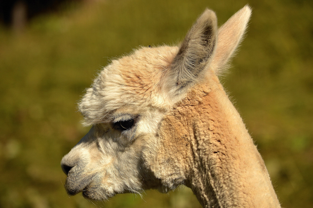 Alpaca