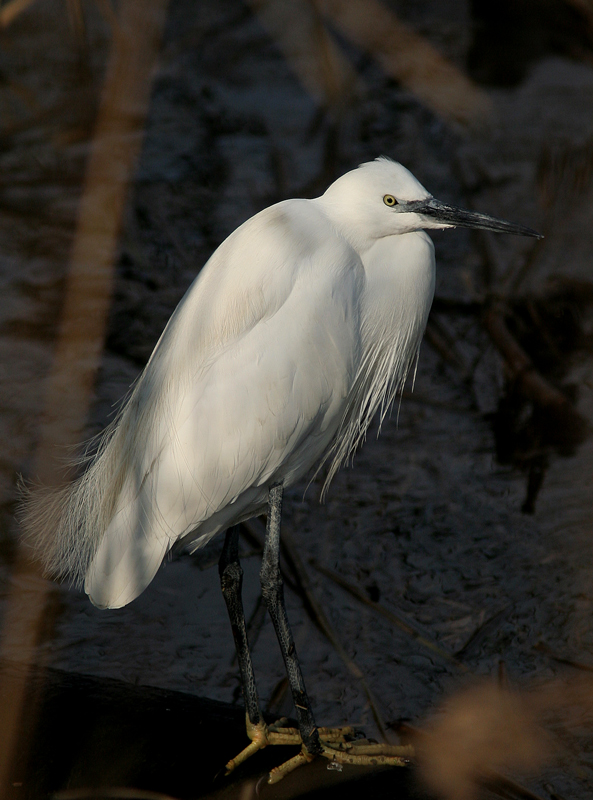 egretta garzetta