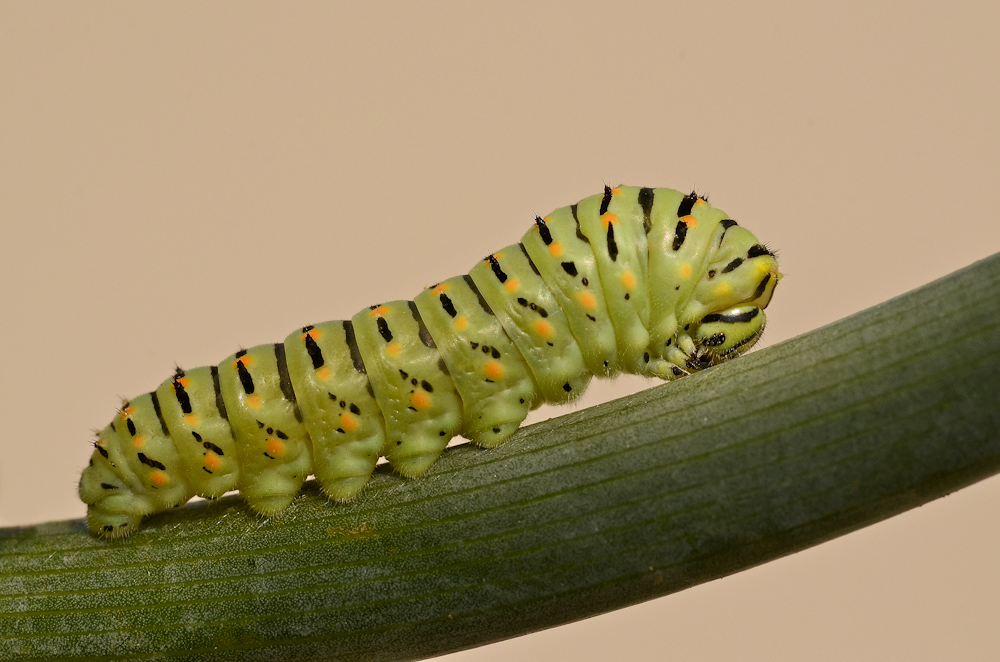 Bruco su finocchio selvatico